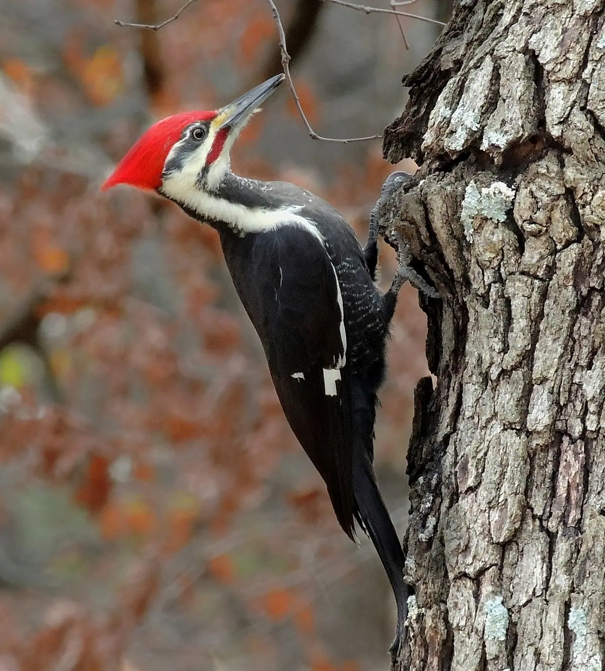 Woodpecker - Wikipedia