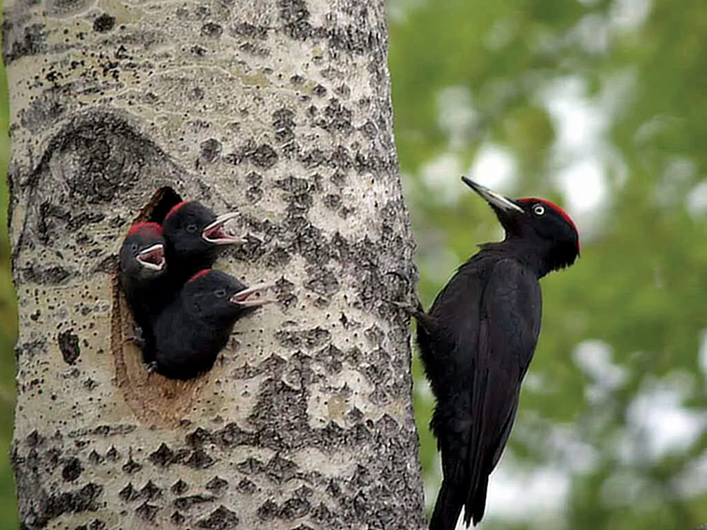 Woodpecker | Characteristics, Species, & Facts | Britannica