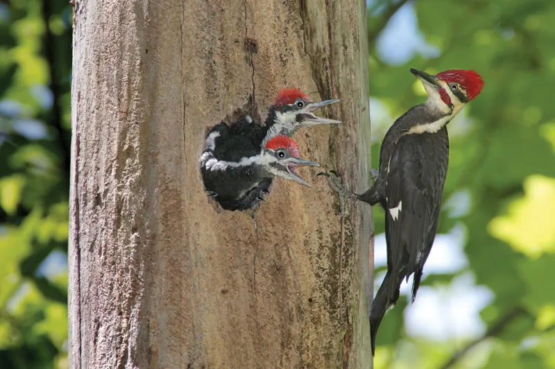 Woodpecker | Characteristics, Species, & Facts | Britannica