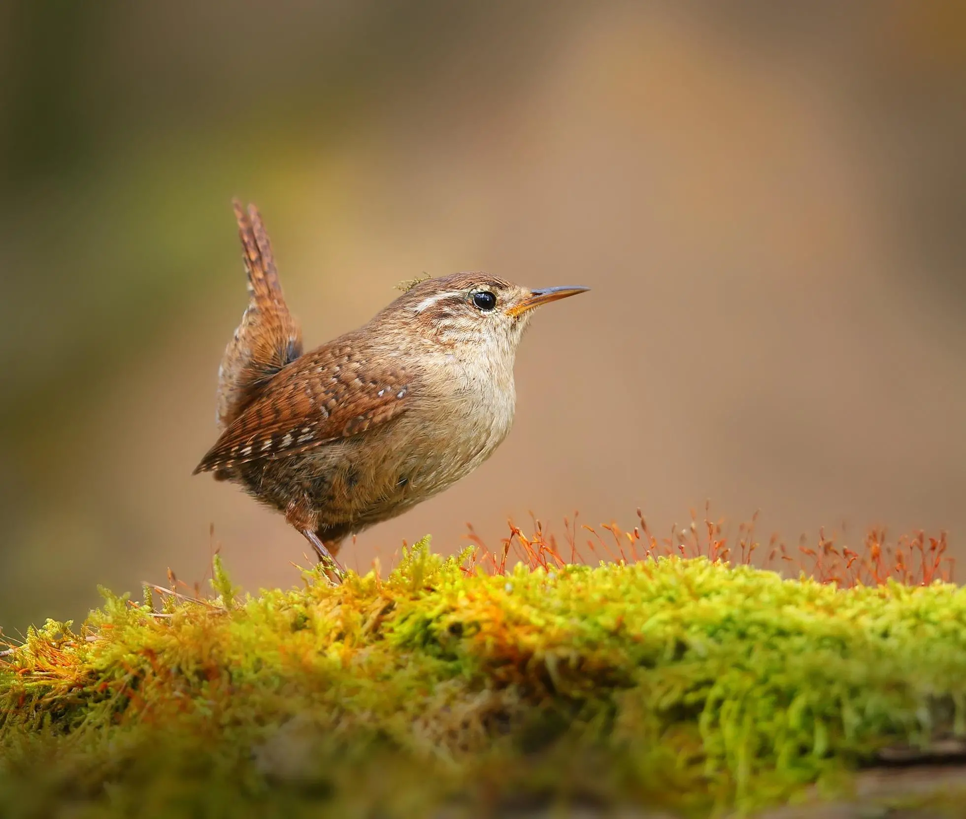 Wren Bird Facts | Troglodytes Troglodytes