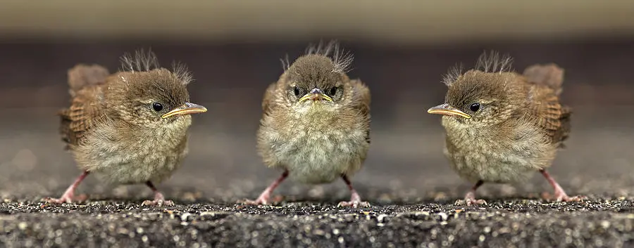 Angry Bird Trio - Baby Wren Fledglings by Peter Herman