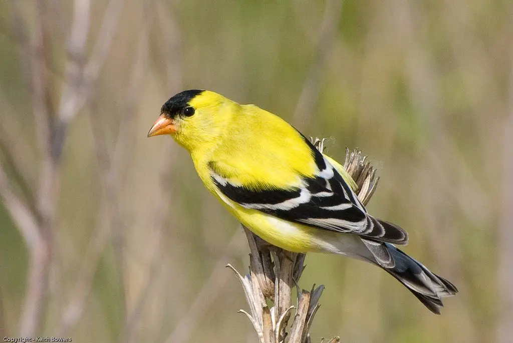 American Goldfinch | Celebrate Urban Birds