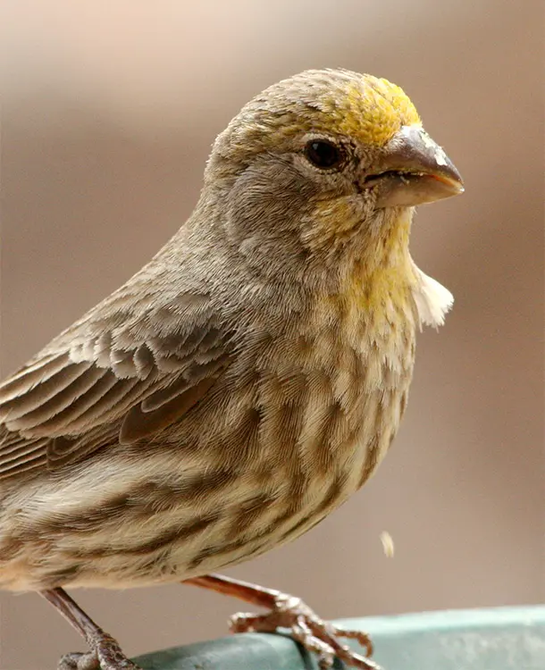 Yellow House Finches - FeederWatch