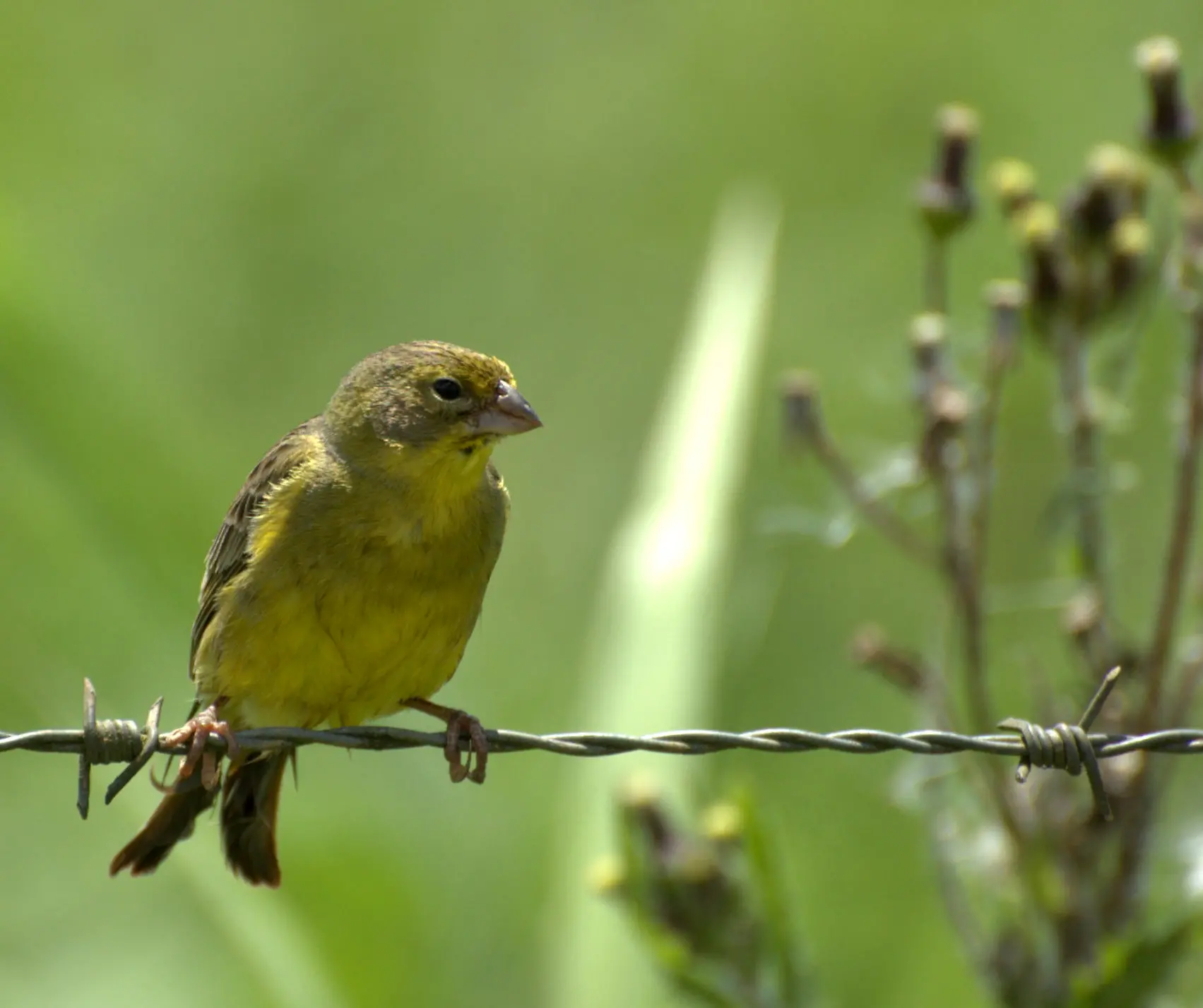 Grassland yellow finch - Wikipedia