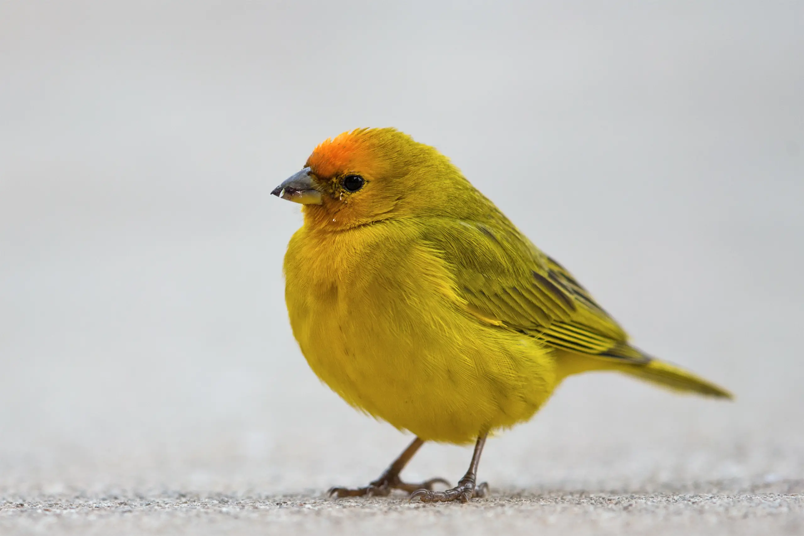 Orange-fronted yellow finch - Wikipedia