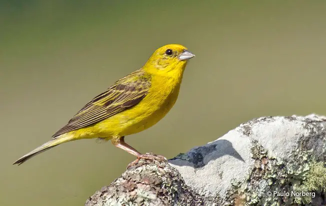 Stripe-tailed Yellow-Finch (Sicalis citrina) - Peru Aves