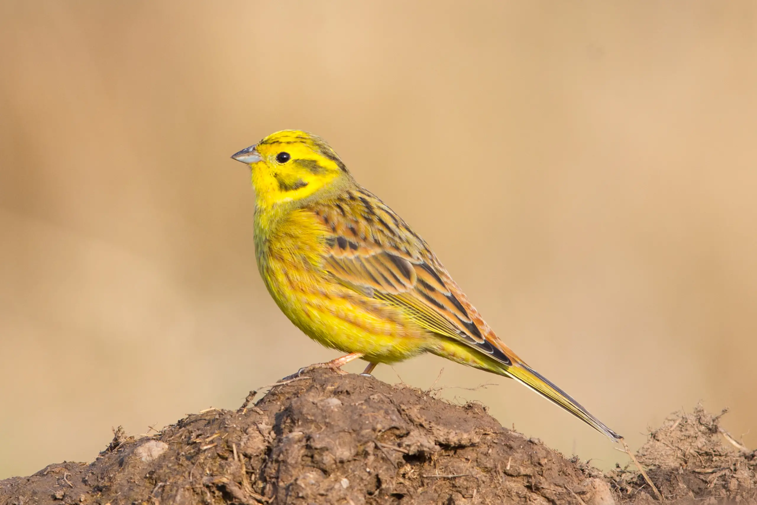 Yellowhammer - Wikipedia