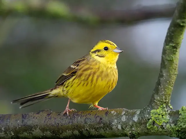 Yellowhammer | Bird Identification Guide | Bird Spot