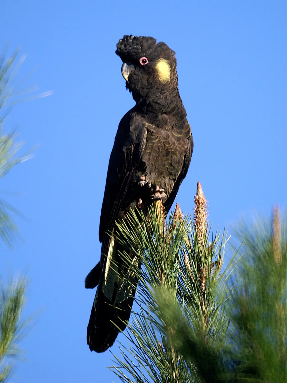 Yellow-tailed black cockatoo - Wikipedia