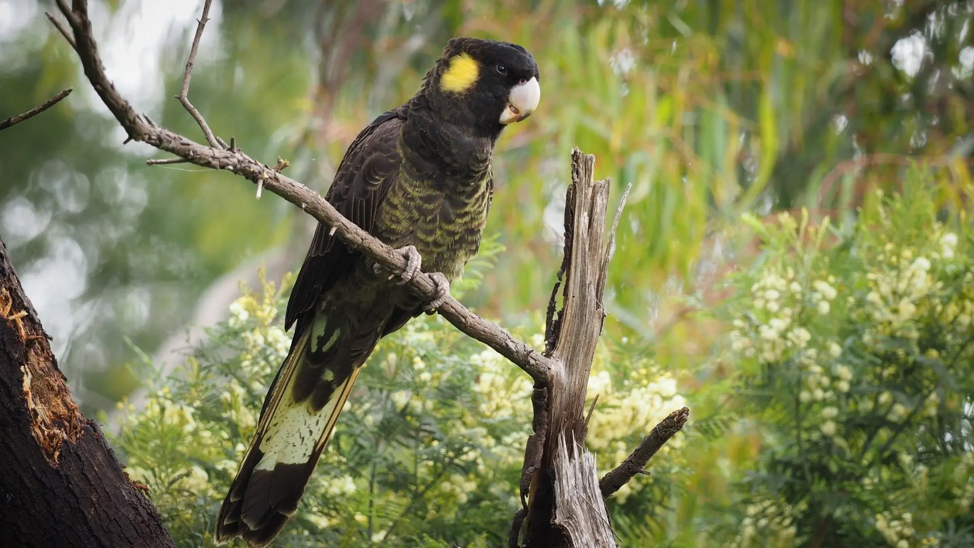 Dining with the Yellow-tailed Black-Cockatoo - Boobook Explore