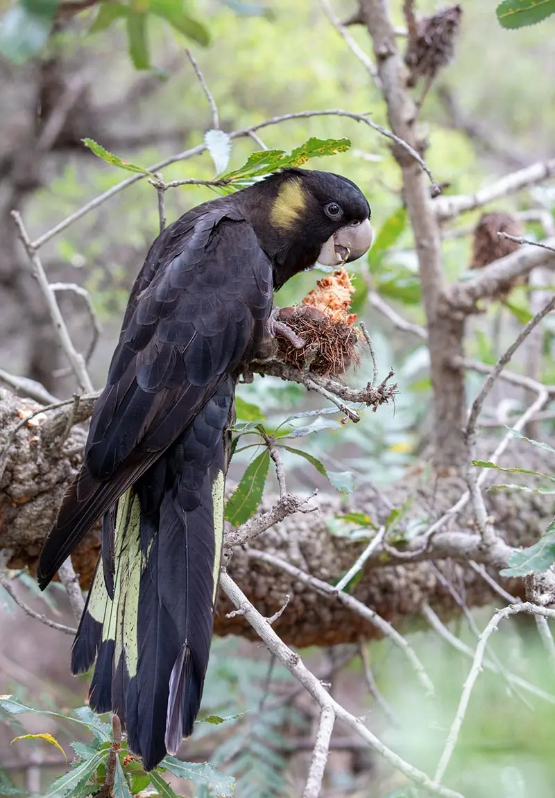 Yellow-tailed Black Cockatoo - Calls | Wildlife Sounds by ...